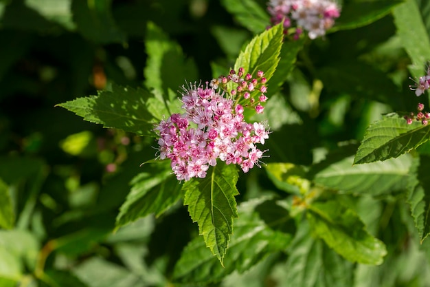 Verbena bonariensis flores Vervain argentino o Purpletop Vervain Clustertop Vervain Tall Verbena Pretty Verbena cerrar