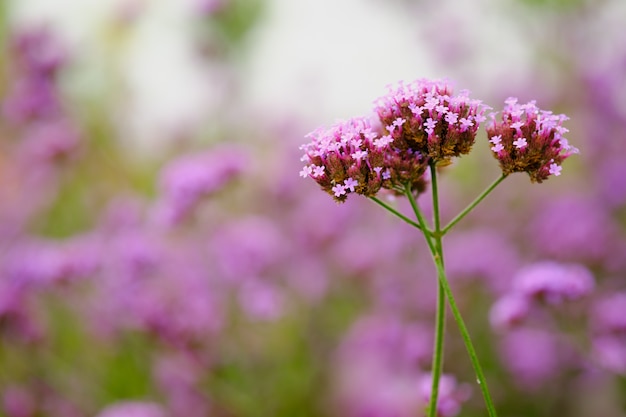 Verbena color púrpura flor y copia espacio