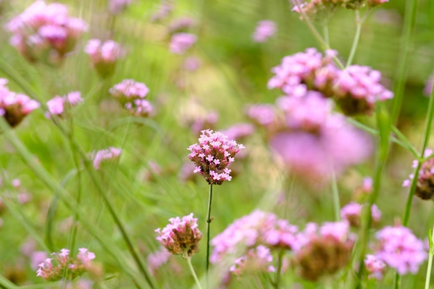 Verbena color púrpura flor y copia espacio