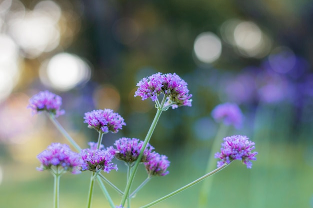 Verbena com bela ao pôr do sol.