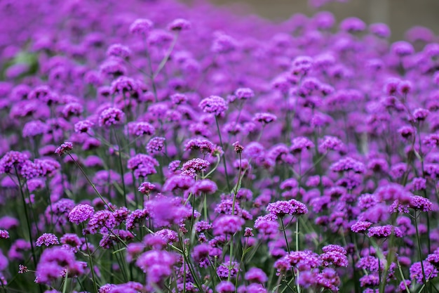 Verbena es floreciente y hermosa en la temporada de lluvias.