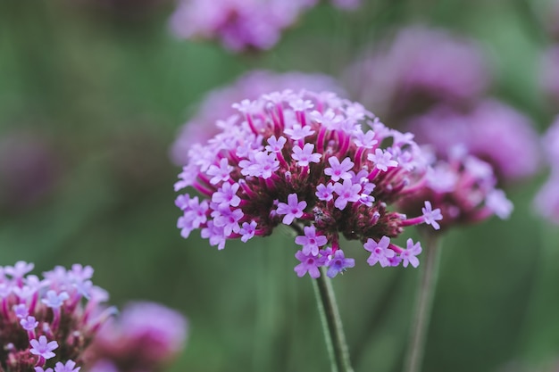 Verbena está florescendo e bonita na estação chuvosa.