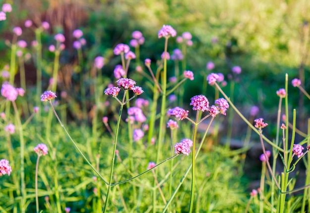 Verbena flor roxa do sol no jardim