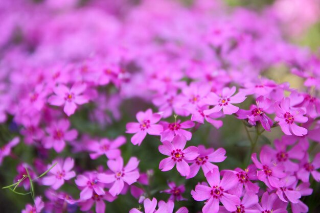 Verbena floreciente en el jardín de primavera Patrón con pequeñas flores de verbena rosa