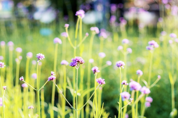 Verbena con hermosa en jardín.