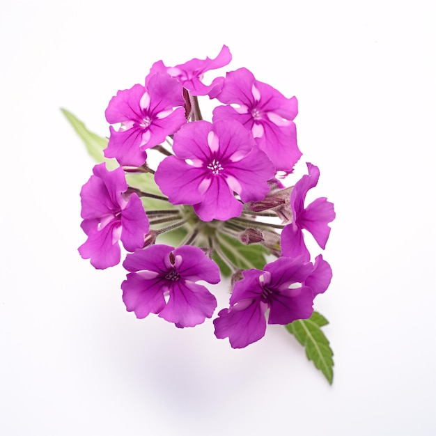 Verbena Hybrida púrpura aislada contra un fondo blanco nítido