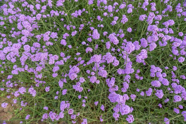 Verbena morada en el campo