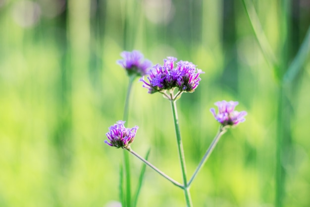 Verbena no jardim com belas paisagens naturais