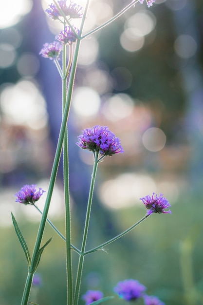 Foto verbena con puesta de sol.