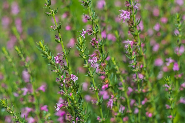 Verbena Salbei ist mehrjährige Pflanze. Lila Blume, die in der Wiese auf grünem Grashintergrund blüht.