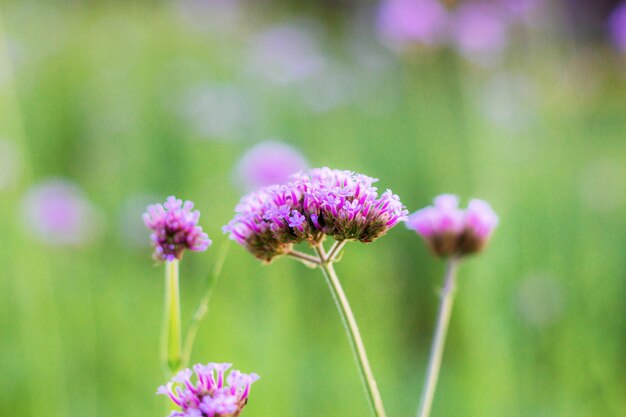 Verbeneblume mit Sonnenaufgang.