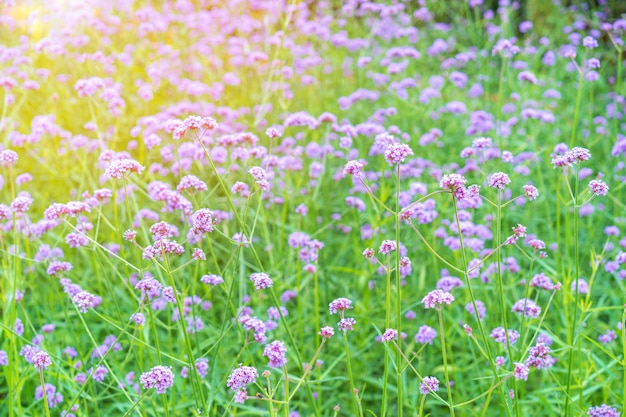 Foto verbenenblume, die im sommermorgenlicht, schöne blume blüht