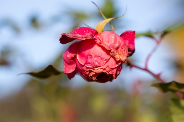 Verblassende Rose im Garten ein verwelkender selektiver Fokus der Nahaufnahme