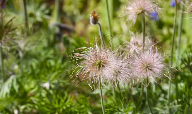 Verblasste Blüte der Pflanze Pulsatilla patens