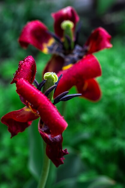 Verblaßte Tulpe