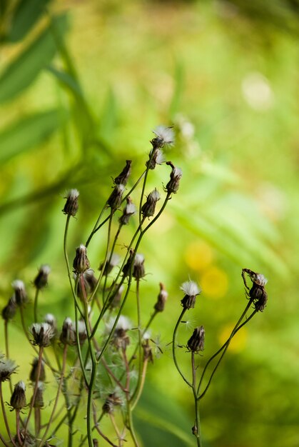 Verblasste Wildblumen mit flauschigen Samen auf verschwommenem Hintergrund