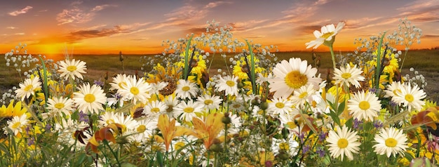 Verbos de camomila de flores silvestres e grama no campo de prado no panorama da paisagem natural do pôr do sol
