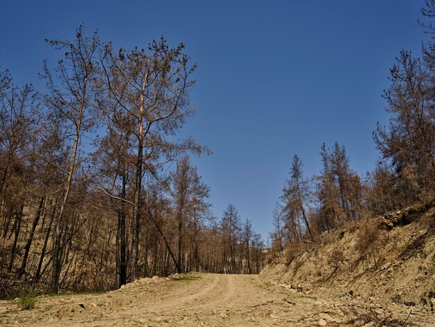 Verbrannte Bäume im Wald