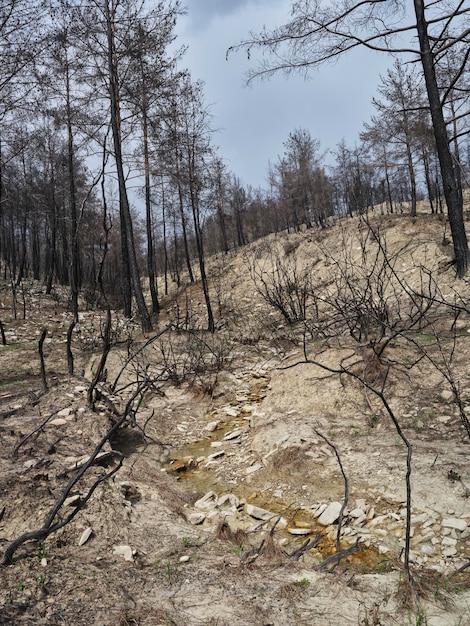 Verbrannte Bäume im Wald