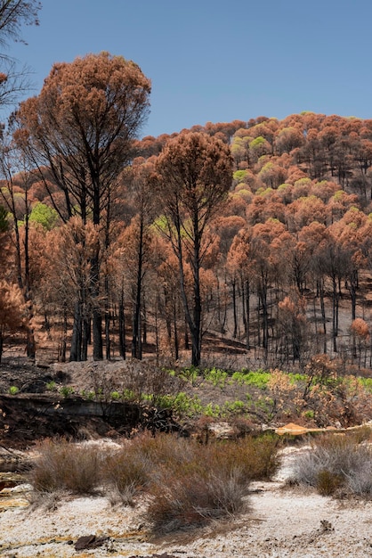 Verbrannte Kiefern nach einem Waldbrand, Rio Tinto, Rio Tinto Minen, Huelva, Andalusien, Spanien