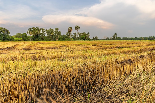 Verbrannte Reisstoppeln in einem Reisfeld nach der Ernte mit blauem Himmelshintergrund, weißen Wolken, Sonnenuntergang