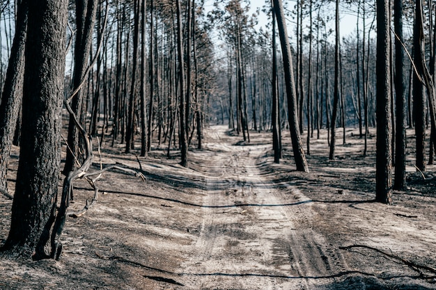 Verbrannter Apokalypse-Wald mit blasser Asche auf dem Boden