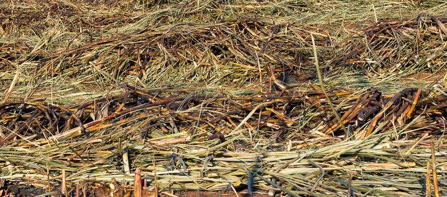 Verbrennen Sie an einem sonnigen Tag eine Zuckerrohrplantage