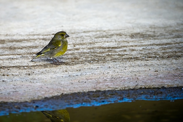 Vercillo oder Serinus Serinus spiegeln sich im goldenen Frühling