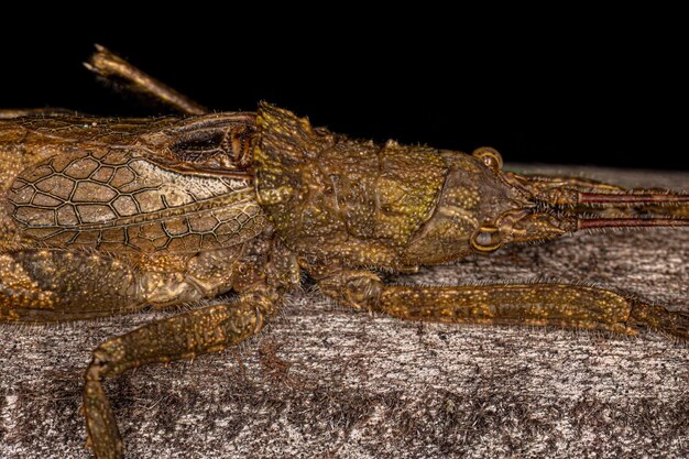 Verdadeira ninfa Katydid