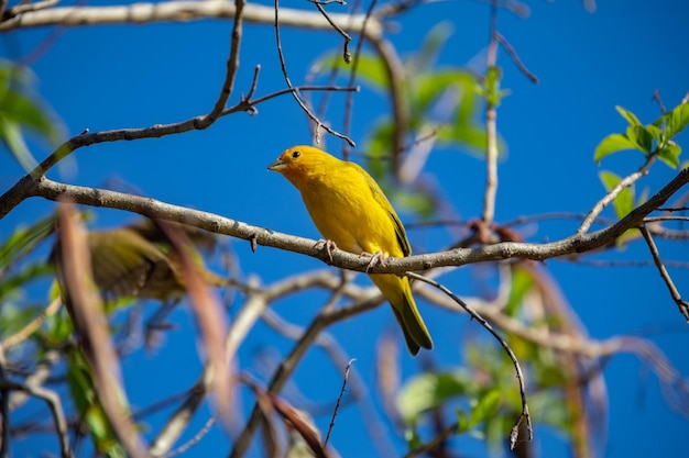 Verdadeiro Canário Sicalis flaveola quotCanario da terraquot pássaro