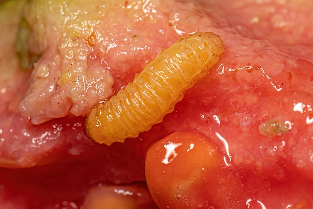 Verdadera larva del gorgojo