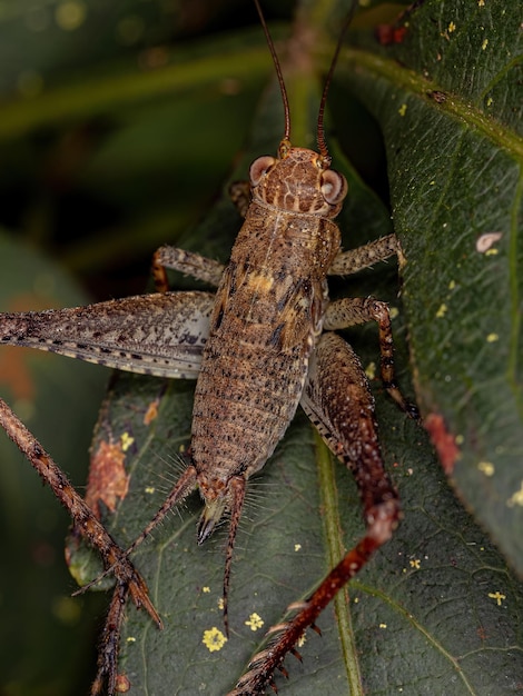 Verdadera ninfa de grillo del género Eneoptera