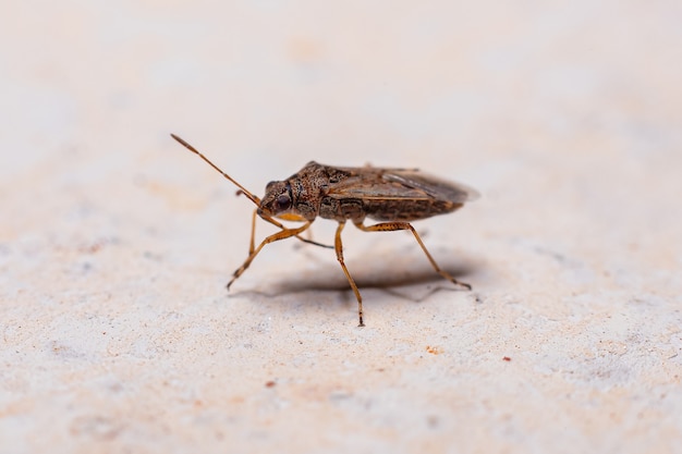 Verdadero error adulto del suborden Heteroptera