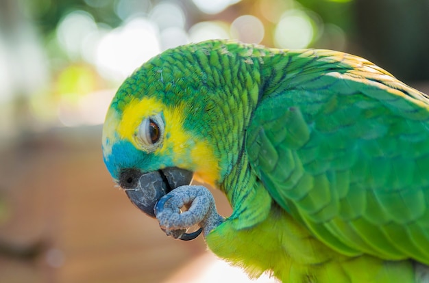 Verdadero loro en el humedal brasileño