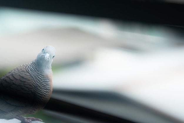 Verdächtiger Vogel. Netter Vogel mit den braunen und grauen Federn. Vogel in der Stadt leben. Vogel am Rande des Gebäudes Balkon und neigen Sie den Hals. Zweifel Konzept. Süße Tiere.