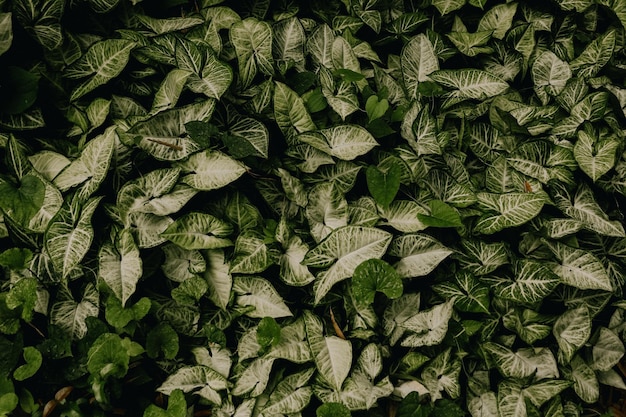 Foto verde para el alma