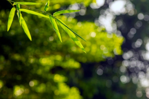 El verde bambú deja un enfoque poco profundo después de llover para el fondo y el papel tapiz de la computadora natural