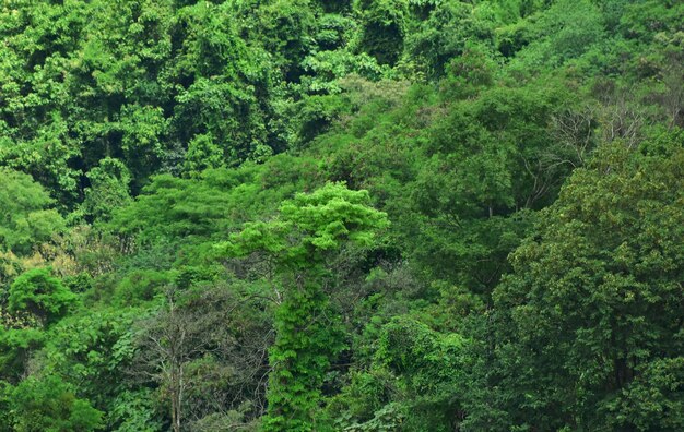 verde bosque hojas verdes naturaleza