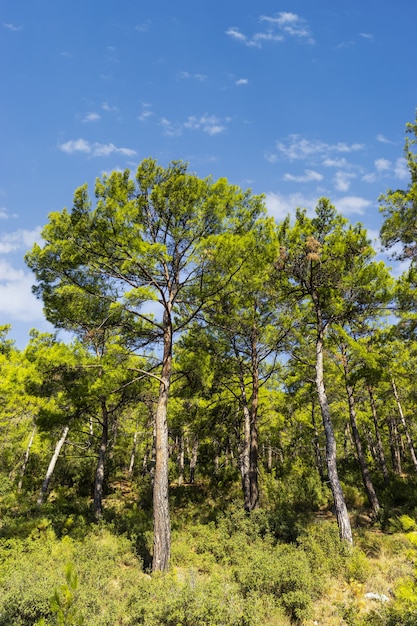 Verde bosque de pinos. Provincia de Mugla, Turquía