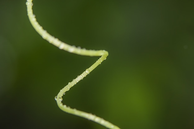 verde brillante hierba de la planta de primavera natural