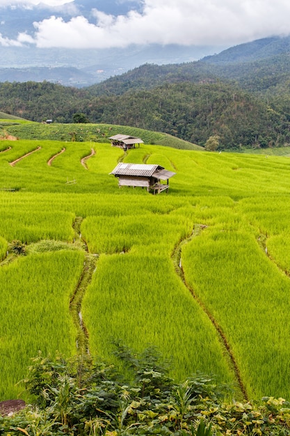 Verde campo de arroz en terrazas en pa pong piang