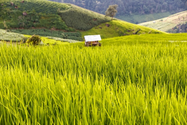 Verde campo de arroz en terrazas en pa pong piang