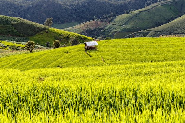 Verde campo de arroz en terrazas en pa pong piang