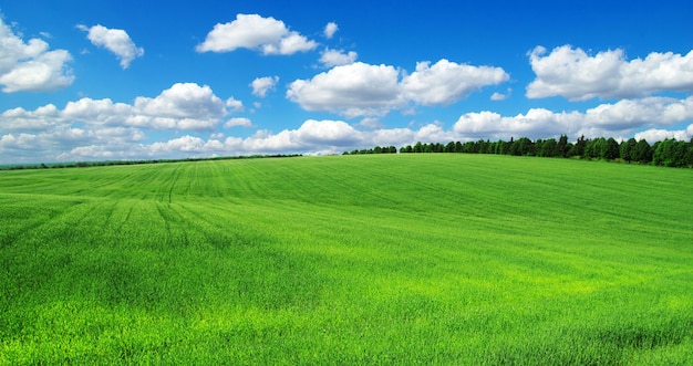 Foto verde campo