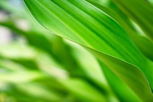 Verde de cerca la hoja grande de la naturaleza en un tono y estado de ánimo relajante con una curva suave y una línea en el borde de la hoja.