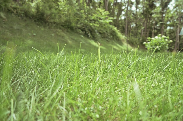 verde césped de hierba