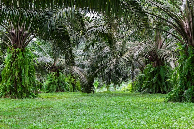 Verde da palmeira da floresta tropical