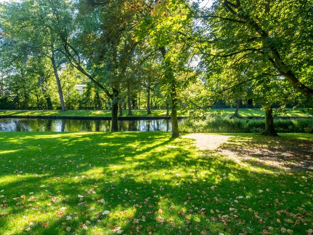 Verde deixa a luz do sol da grama da árvore no parque público em Brugge Bélgica Europa