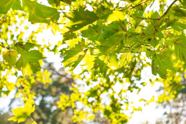 El verde deja el árbol de arce verde y la luz del sol.