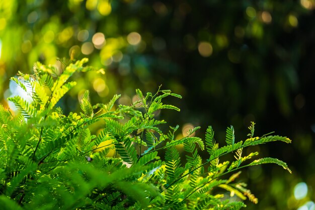 El verde deja el bokeh fondo borroso.